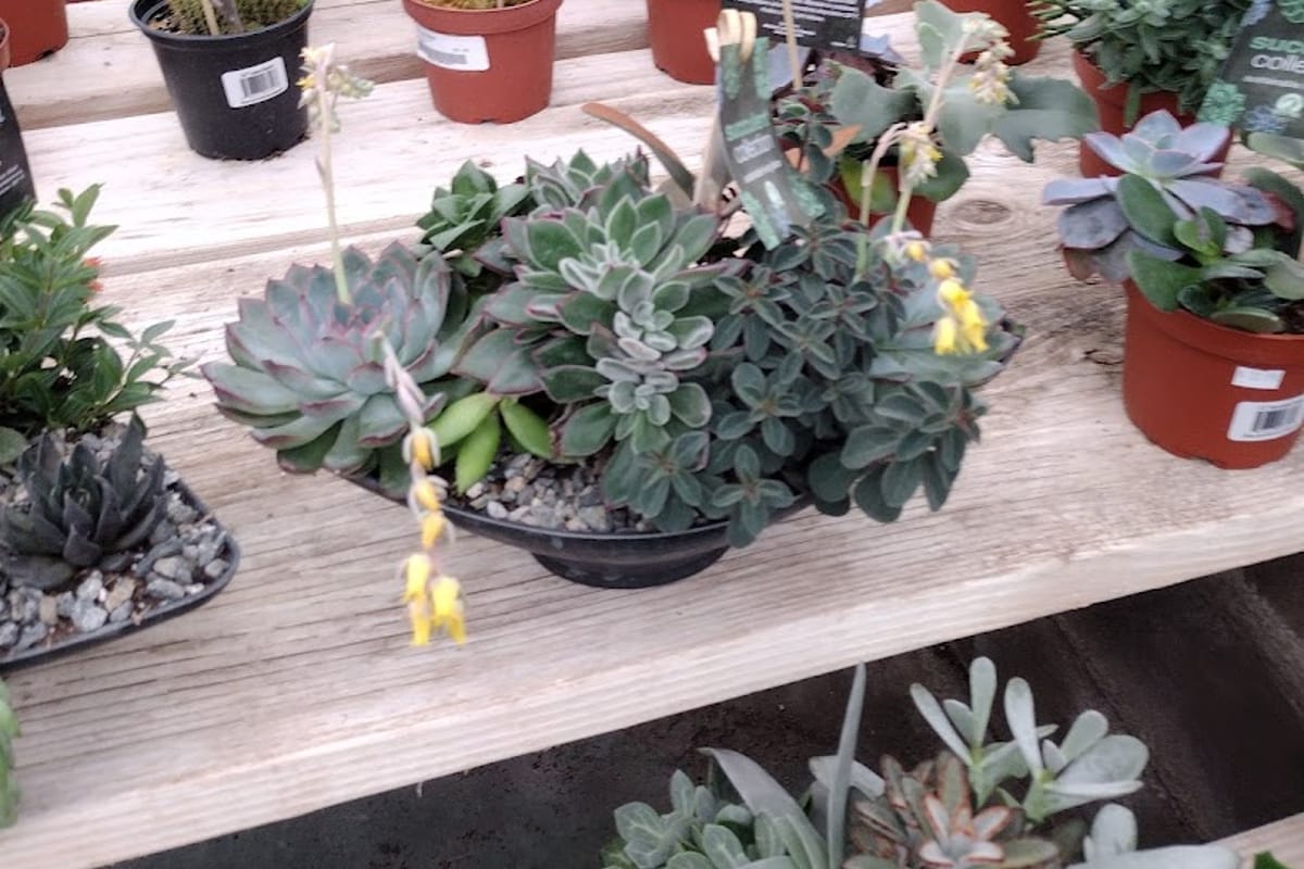 The Gardens Garden Center dining area