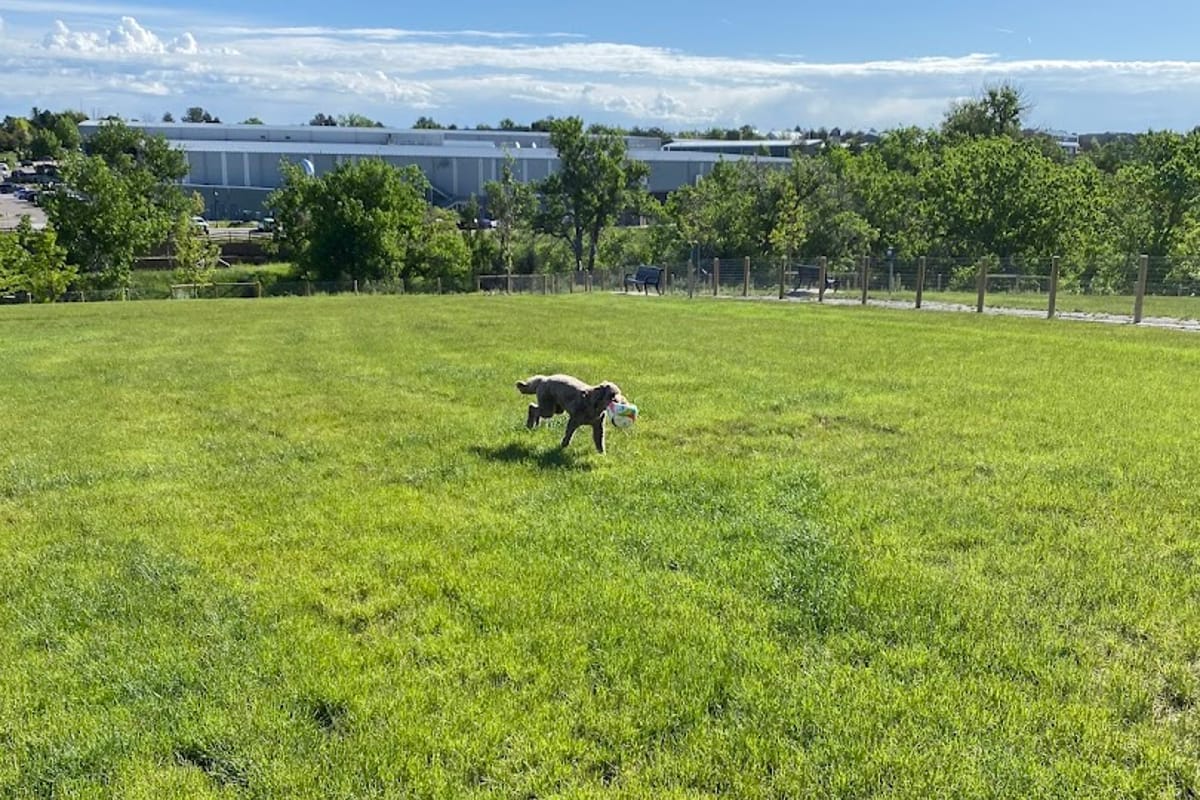 Interior view of David Lorenz Dog Park