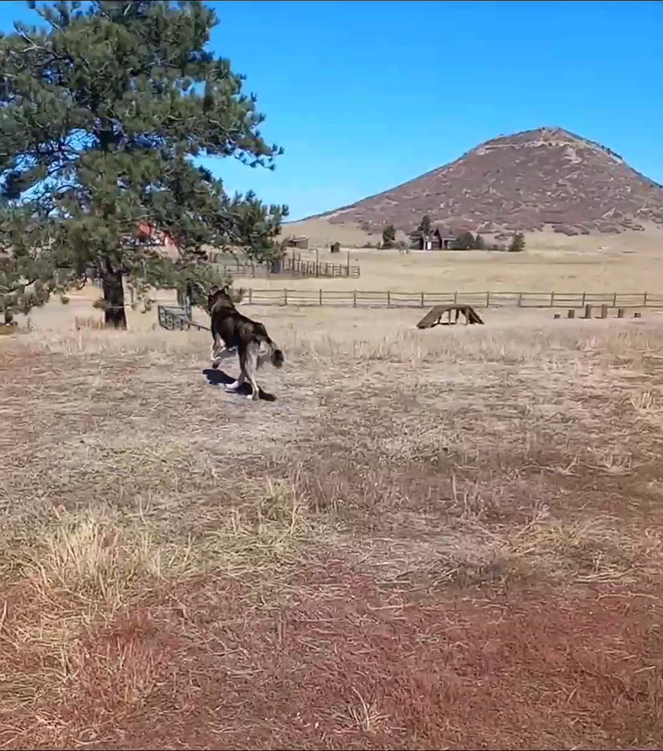 Interior view of Devon’s Dog Park