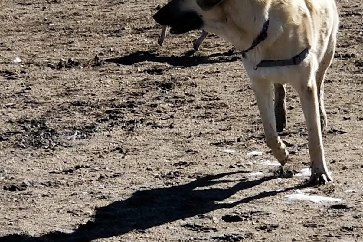 Wiggly Field Dog Park exterior entrance