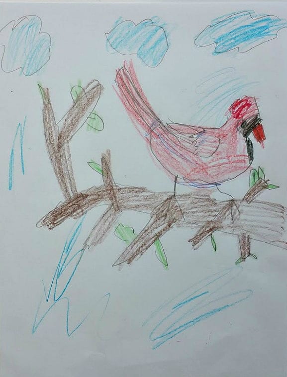 Audubon Inspired Bird Study and Cardinal Drawing Tutorial | KidMinds