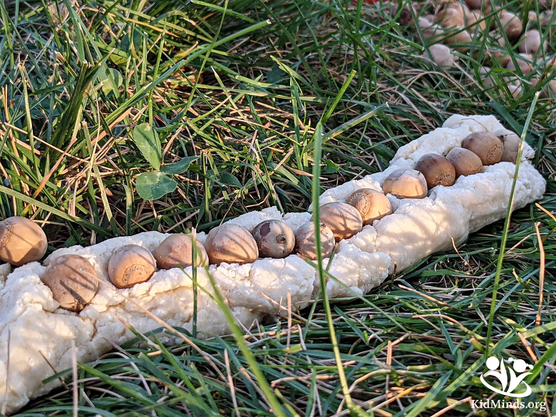 The Best Acorn Engineering Challenge | KidMinds