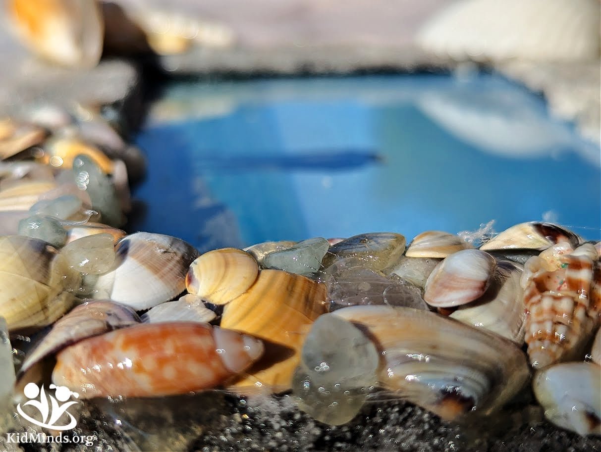 How to Make Sand and Shells Art Picture Frames | KidMinds
