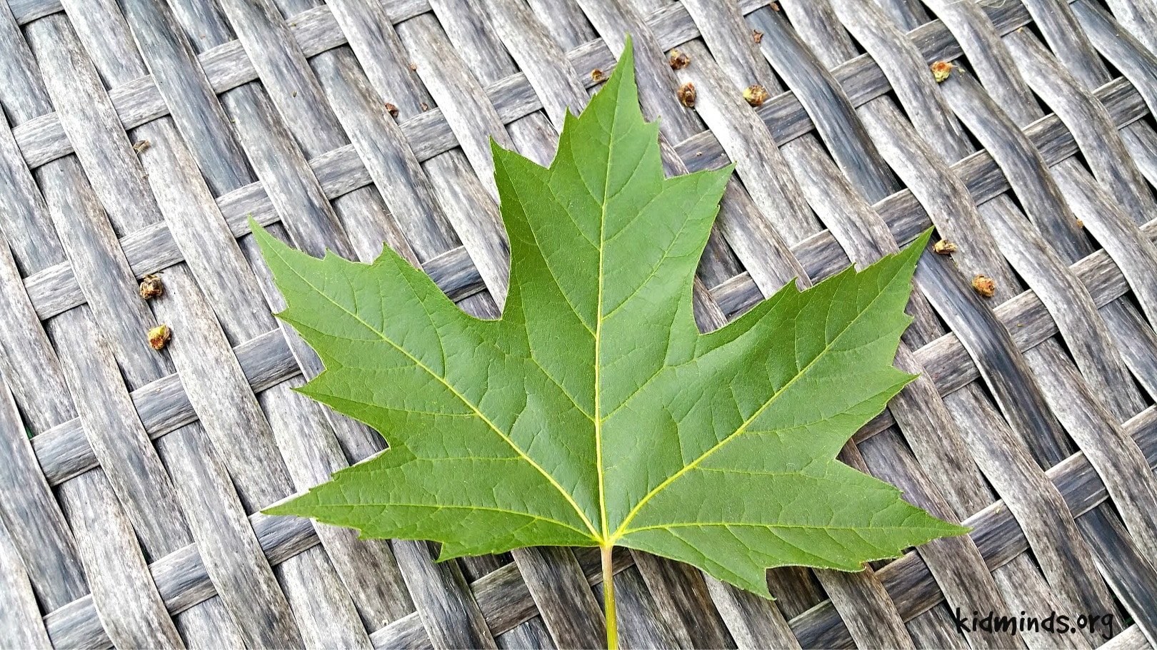 Teach Symmetry with Backyard Nature Collage | KidMinds