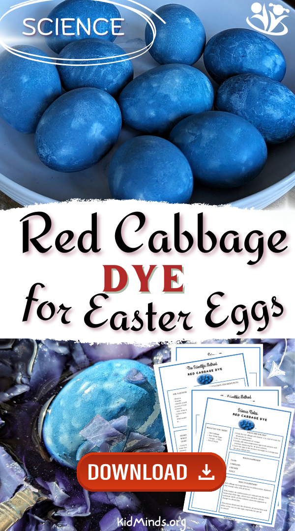 The Best Easter Egg Dye: Red Cabbage (Free PDF) | KidMinds