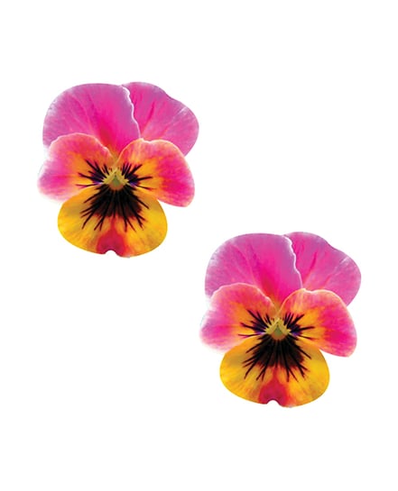Neva Nude Flower Pansy Blacklight Pasties – Multicolor O/S by Neva nude product image