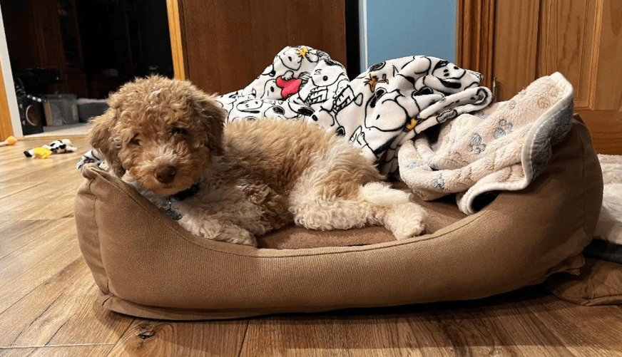 Doodle Dandy Bentley