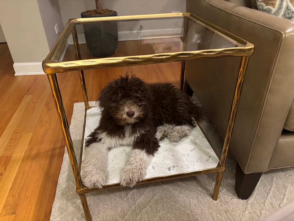 Doodle Dandy Gracie