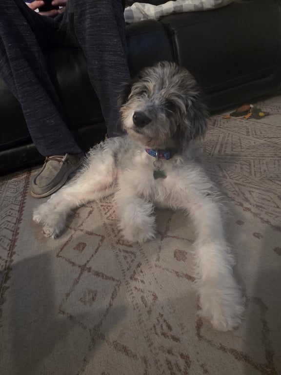 Doodle Dandy Maggie