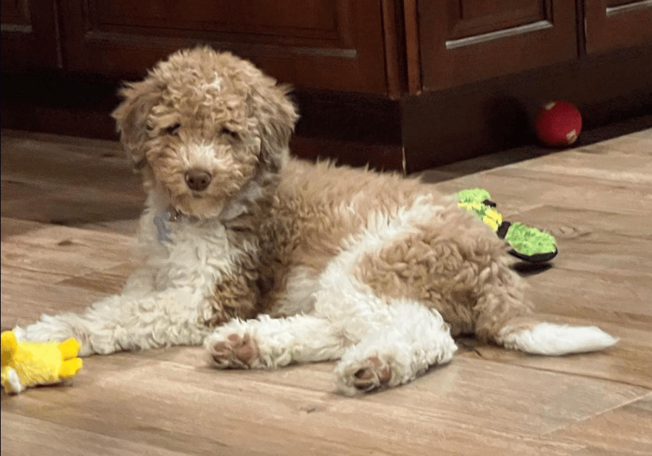 Doodle Dandy Bentley