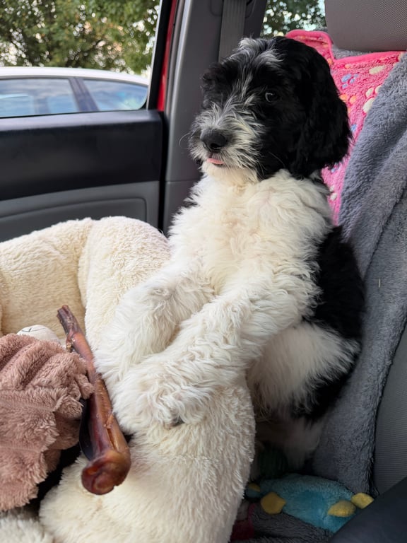 Bernedoodle Puppy - Lestrade
