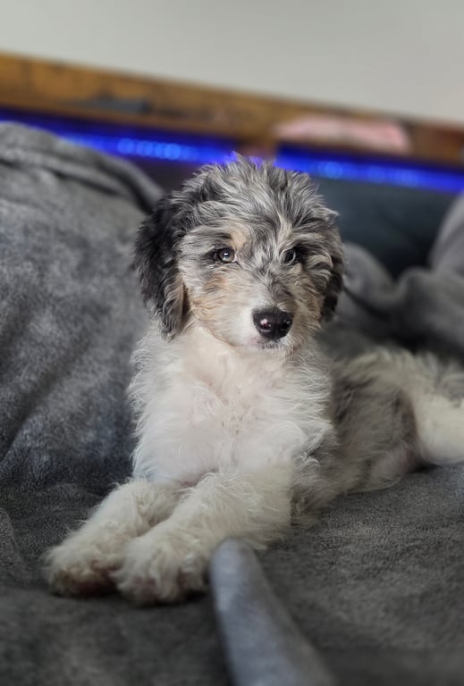 Doodle Dandy Maggie