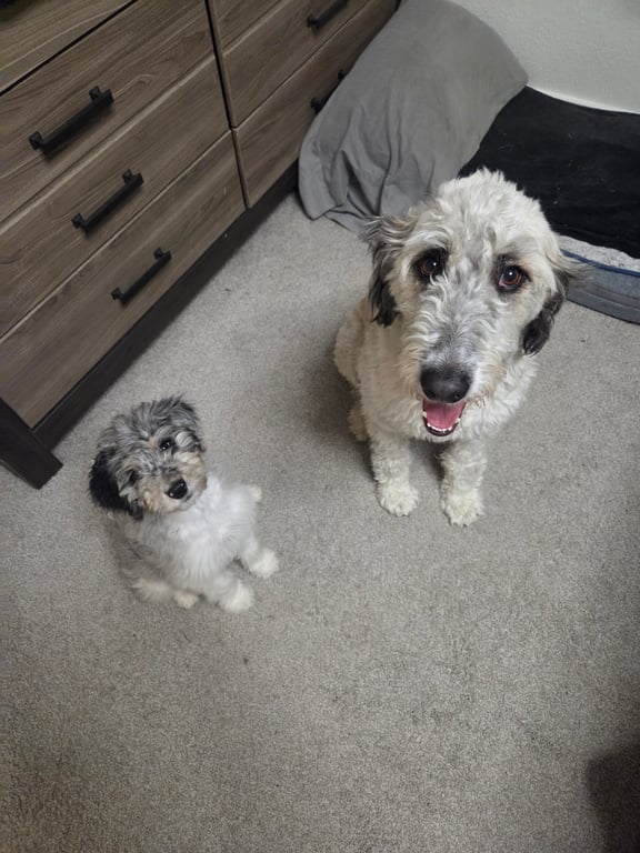 Doodle Dandy Maggie