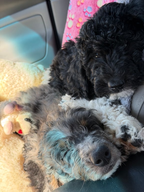 Bernedoodle Puppy - Gregson