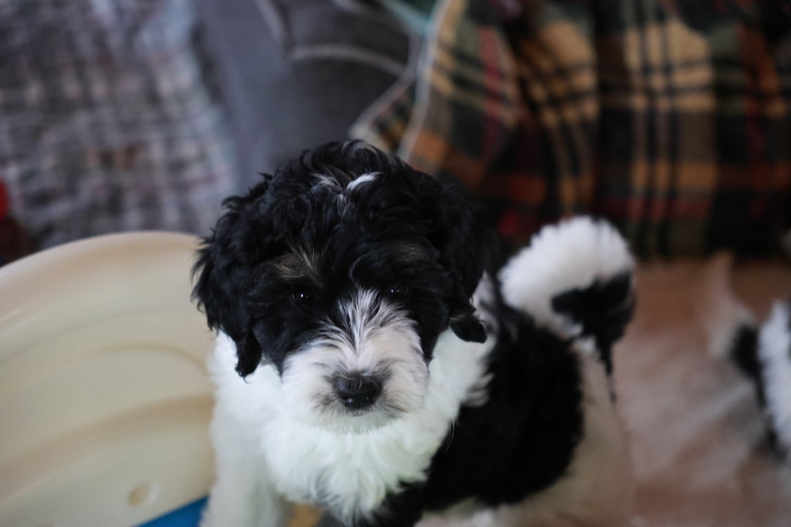 Bernedoodle Puppy - Mary