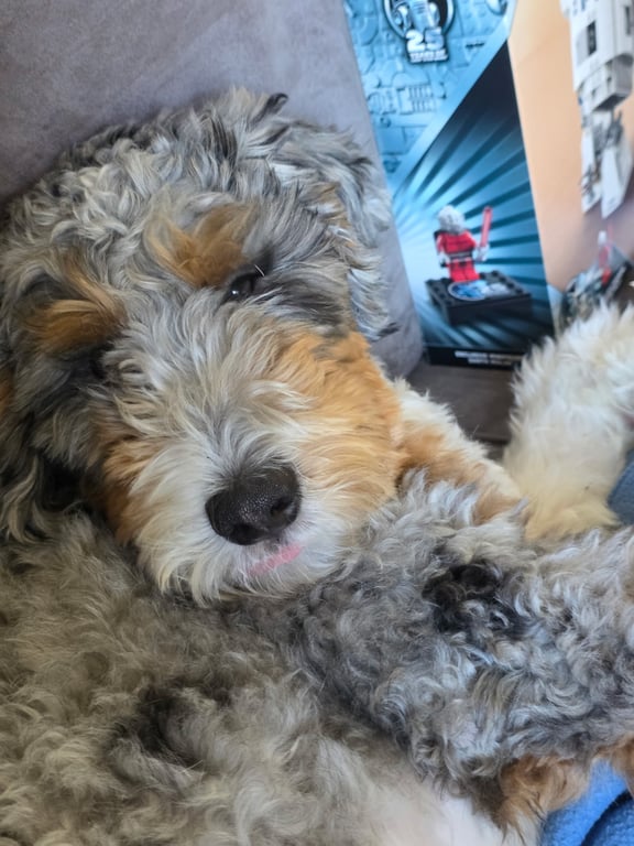 Doodle Dandy Pepper