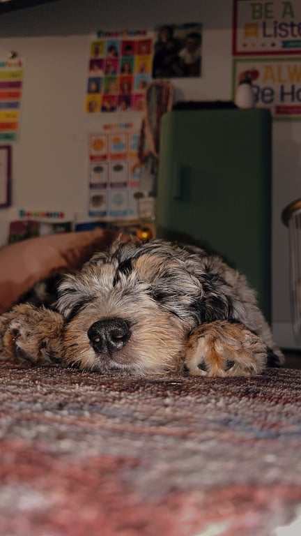 Bernedoodle Puppy - Martha