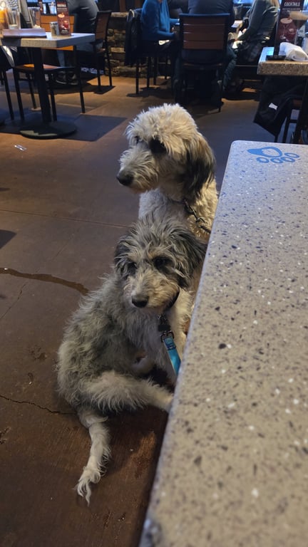 Doodle Dandy Maggie