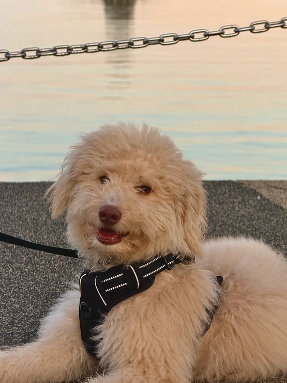 Doodle Dandy Colby