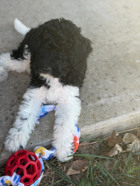 Bernedoodle Puppy - Mycroft