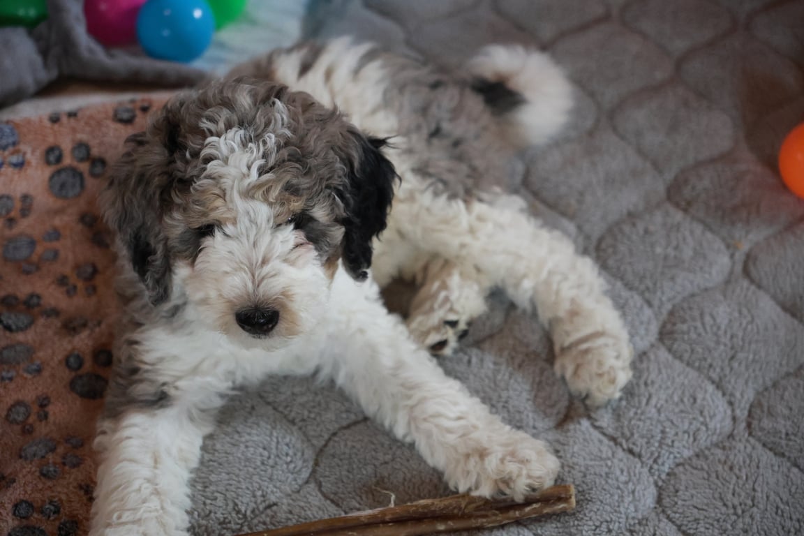 Bernedoodle Puppy - Enola