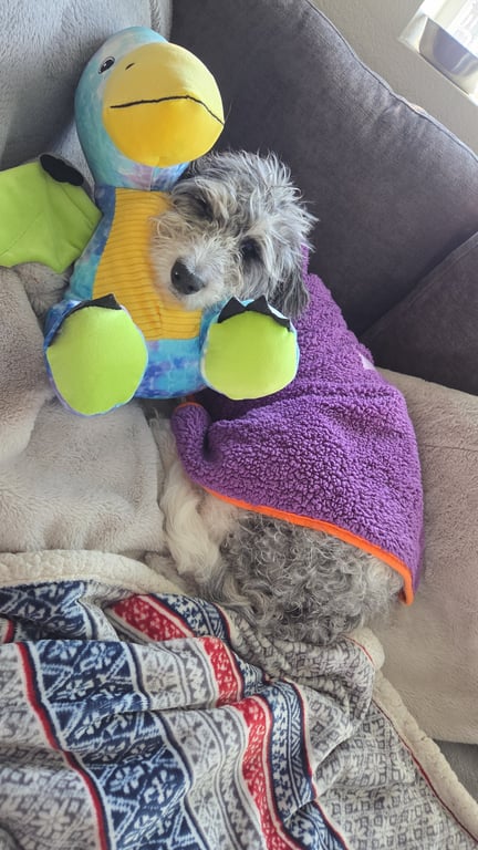 Doodle Dandy Maggie
