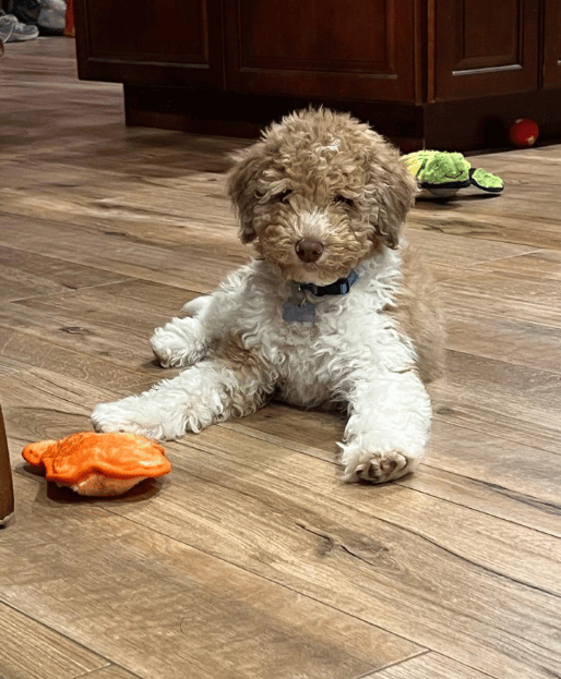 Doodle Dandy Bentley
