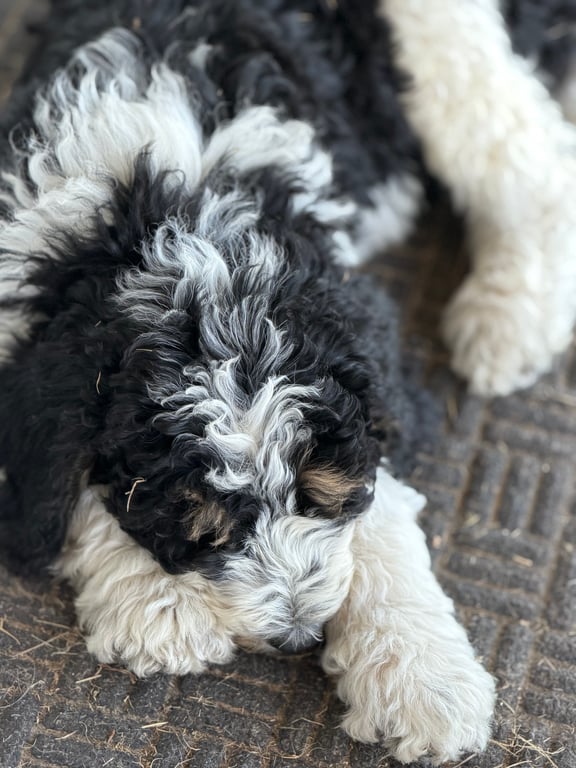 Bernedoodle Puppy - Johnny Watson
