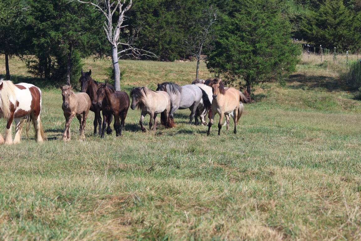 The pasture at Devon Farm