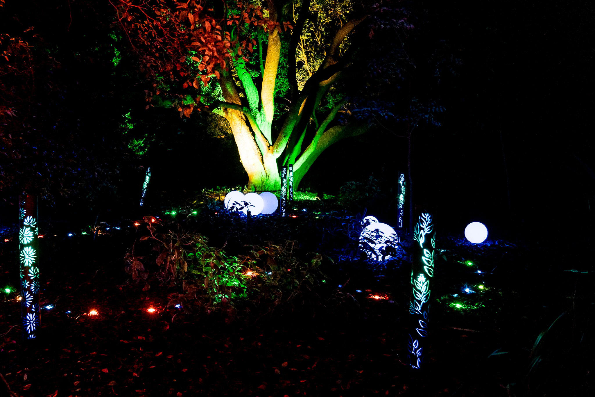 In Bloom Lightshow - Geelong Botanical Gardens