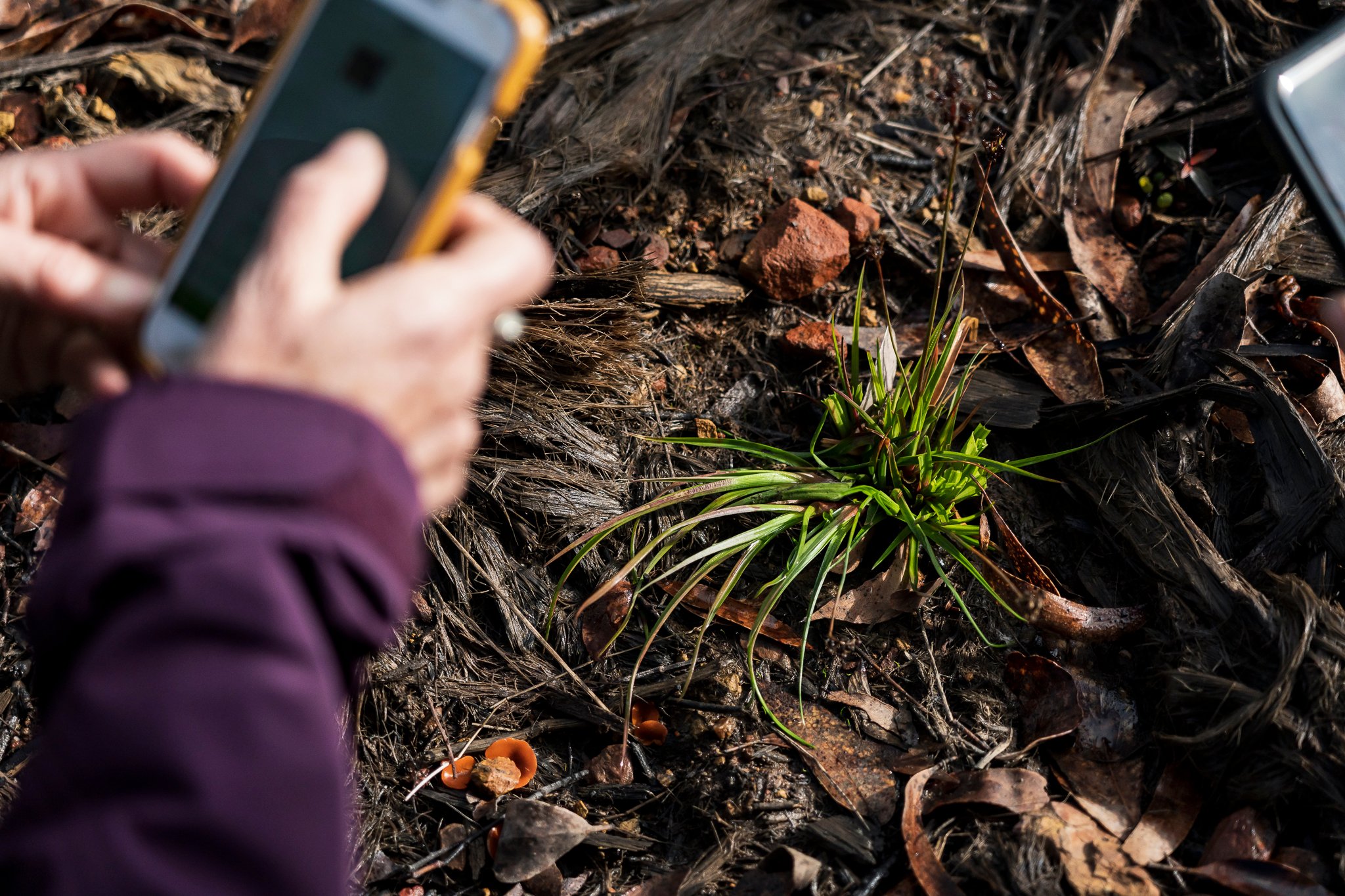 Wombat State Forest mass survey