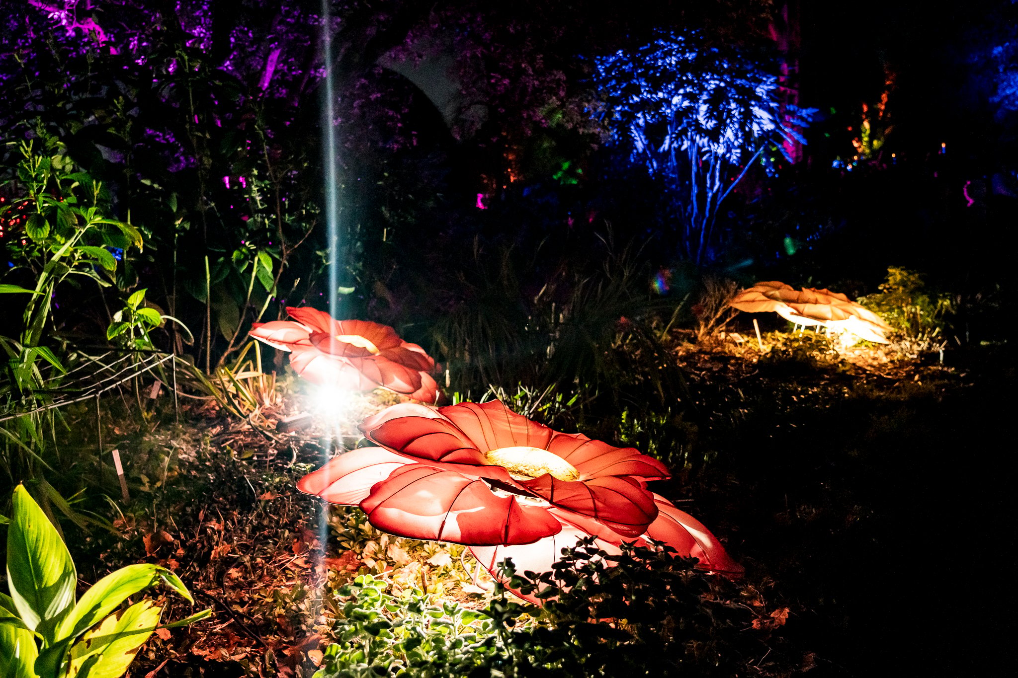 In Bloom Lightshow - Geelong Botanical Gardens