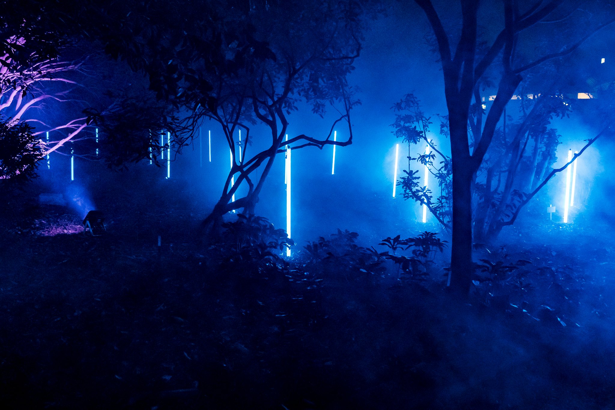 In Bloom Lightshow - Geelong Botanical Gardens