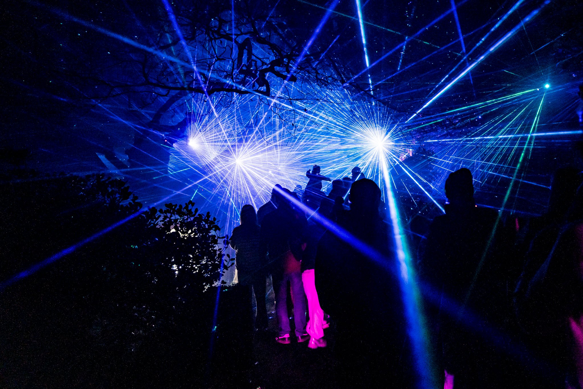 In Bloom Lightshow - Geelong Botanical Gardens