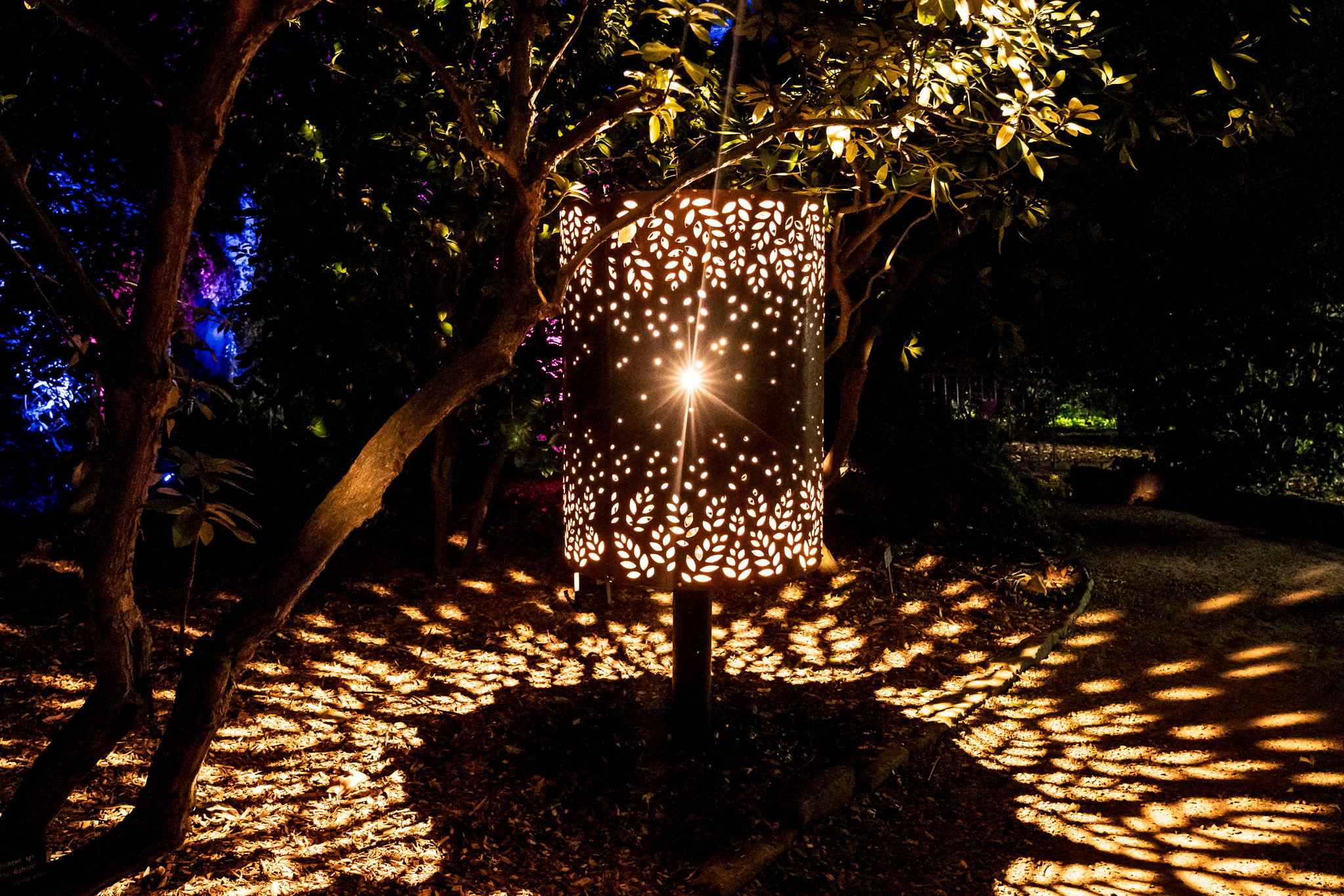 In Bloom Lightshow - Geelong Botanical Gardens
