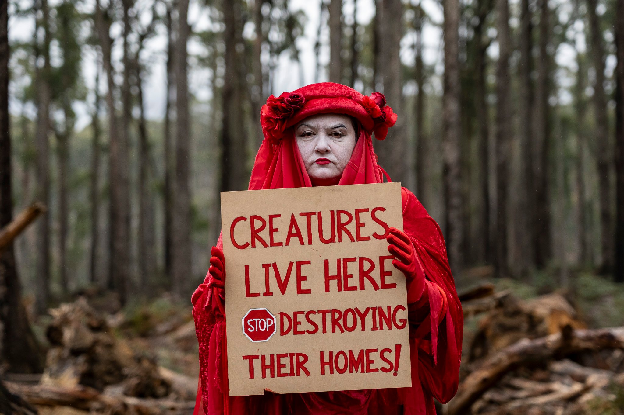 Wombat State Forest stunt to raise awareness of salvage logging