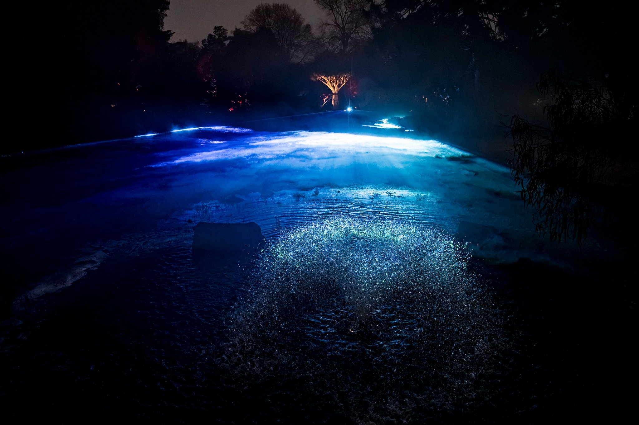 In Bloom Lightshow - Geelong Botanical Gardens