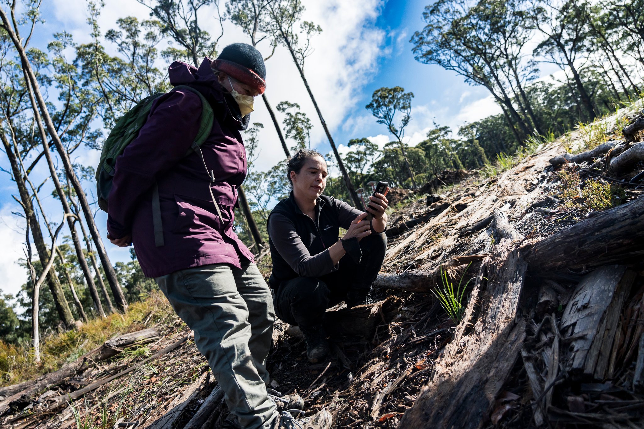 Wombat State Forest mass survey