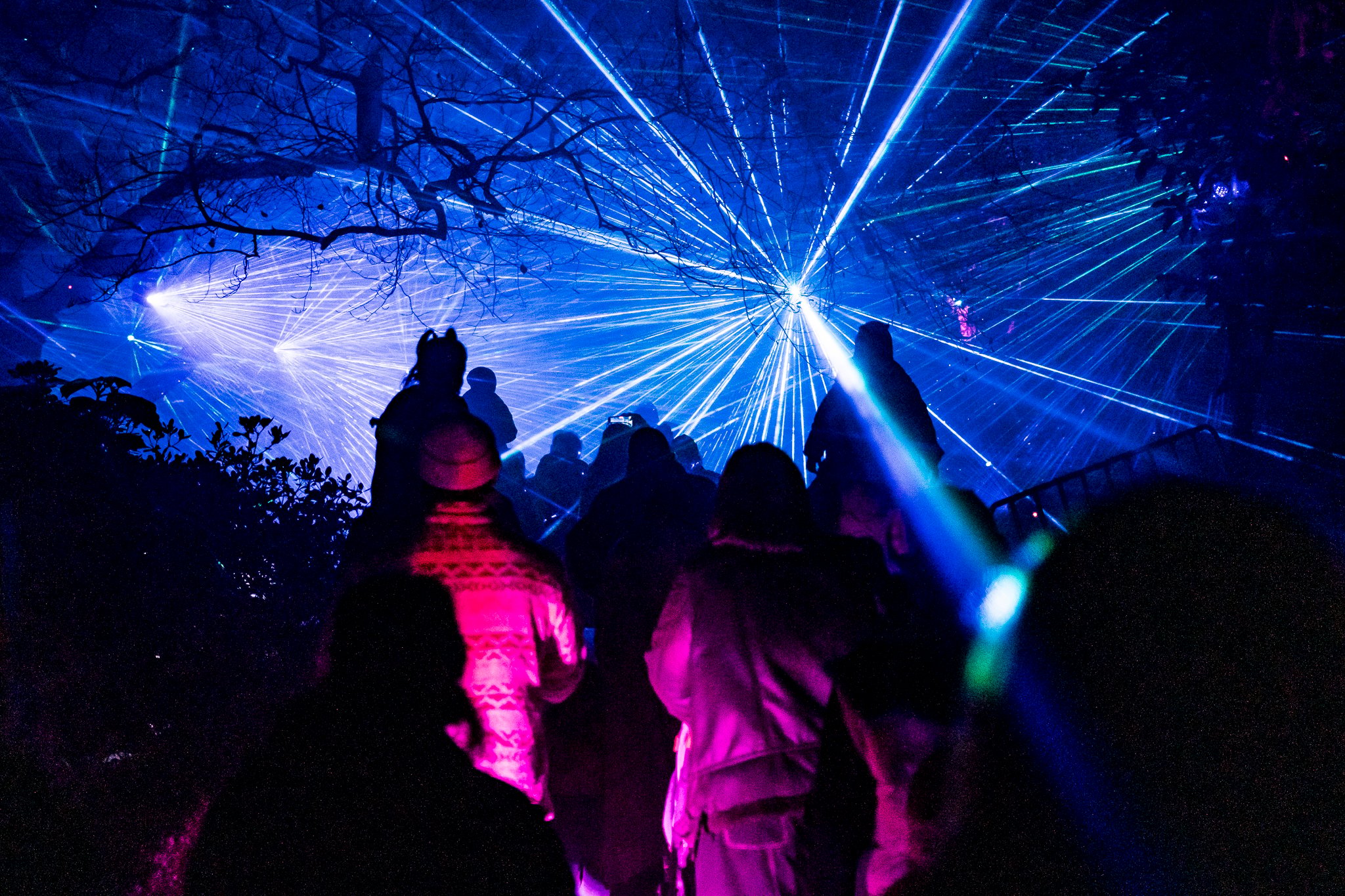 In Bloom Lightshow - Geelong Botanical Gardens