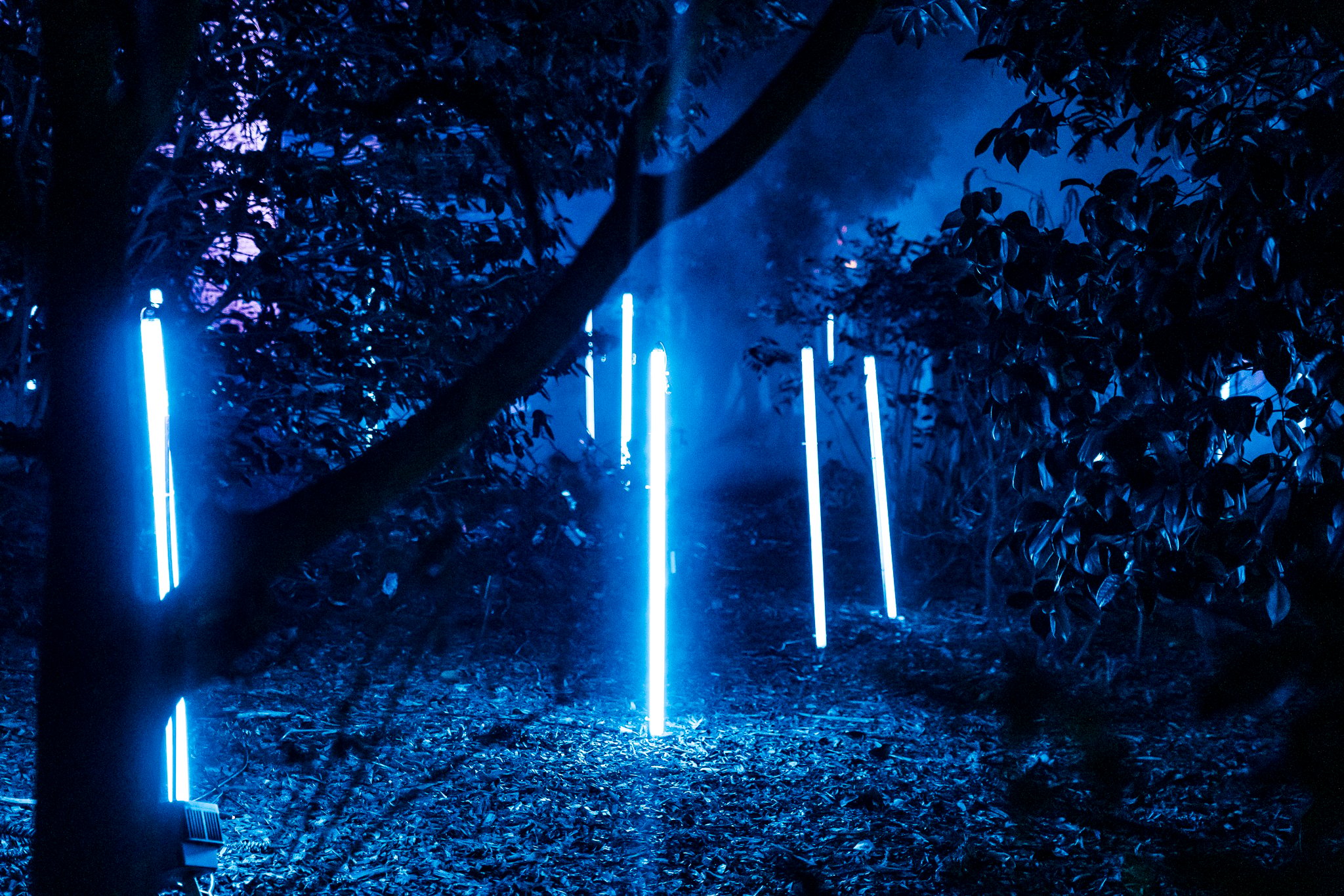 In Bloom Lightshow - Geelong Botanical Gardens