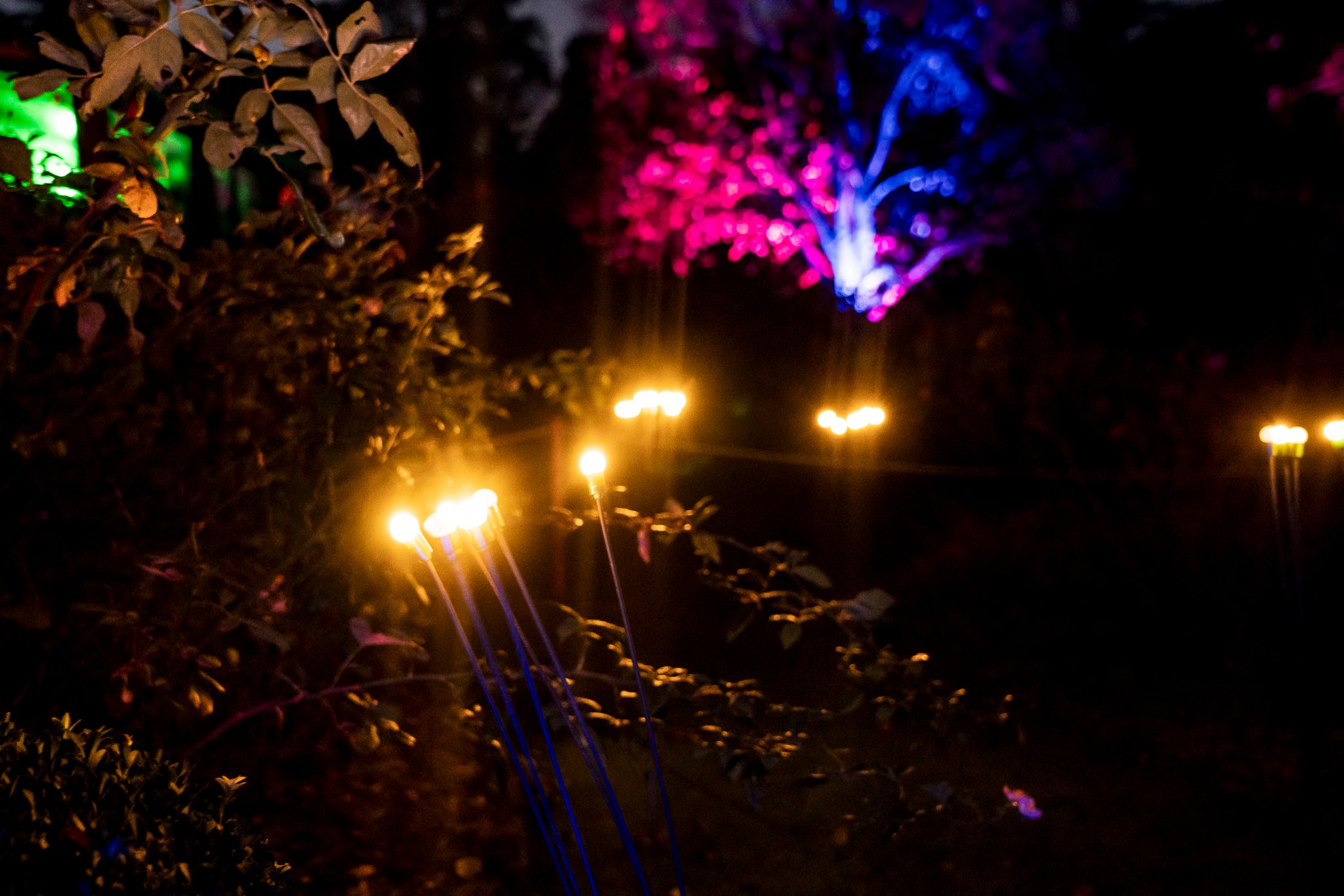 In Bloom Lightshow - Geelong Botanical Gardens