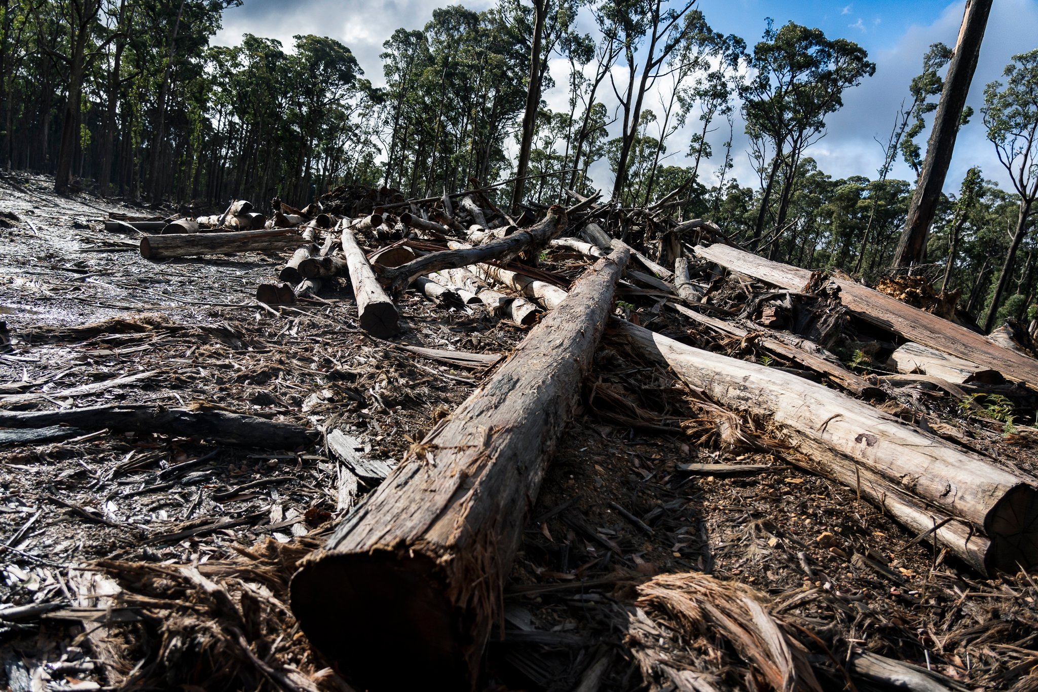 Wombat State Forest mass survey