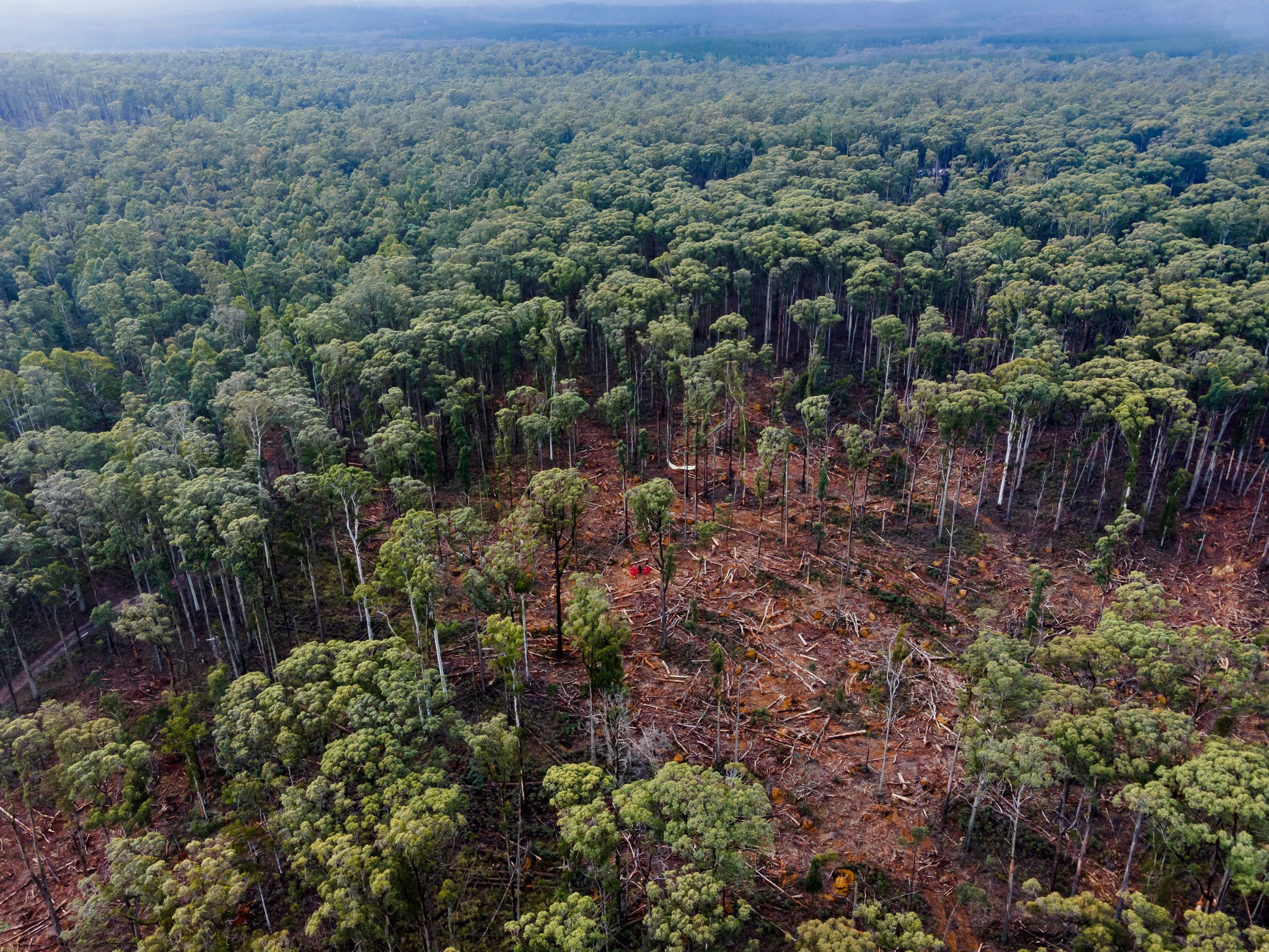 Wombat State Forest stunt to raise awareness of salvage logging