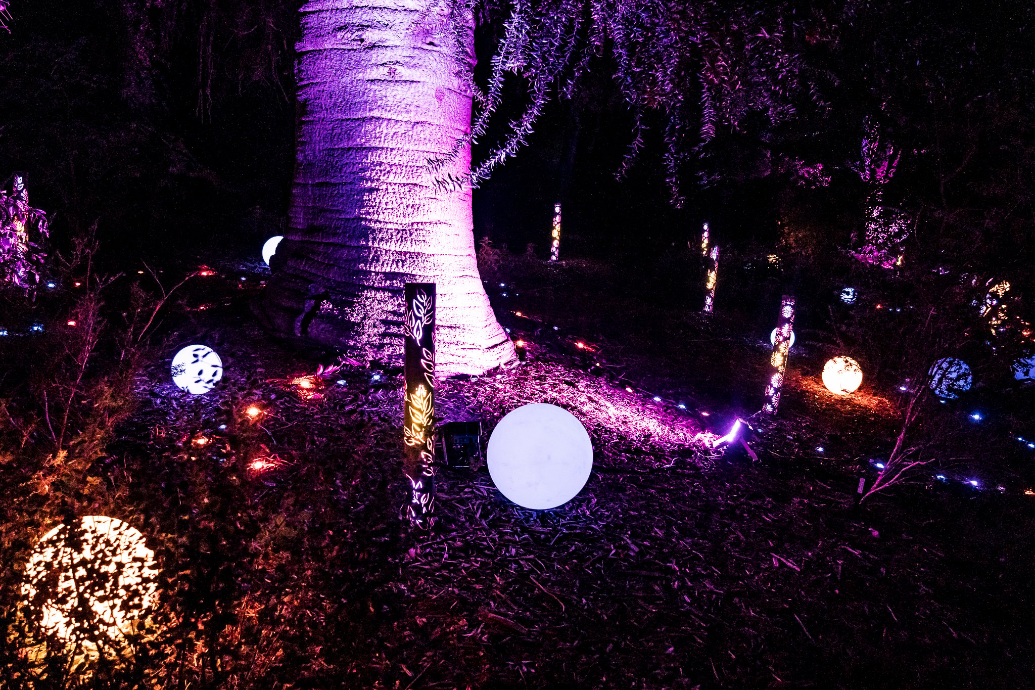 In Bloom Lightshow - Geelong Botanical Gardens
