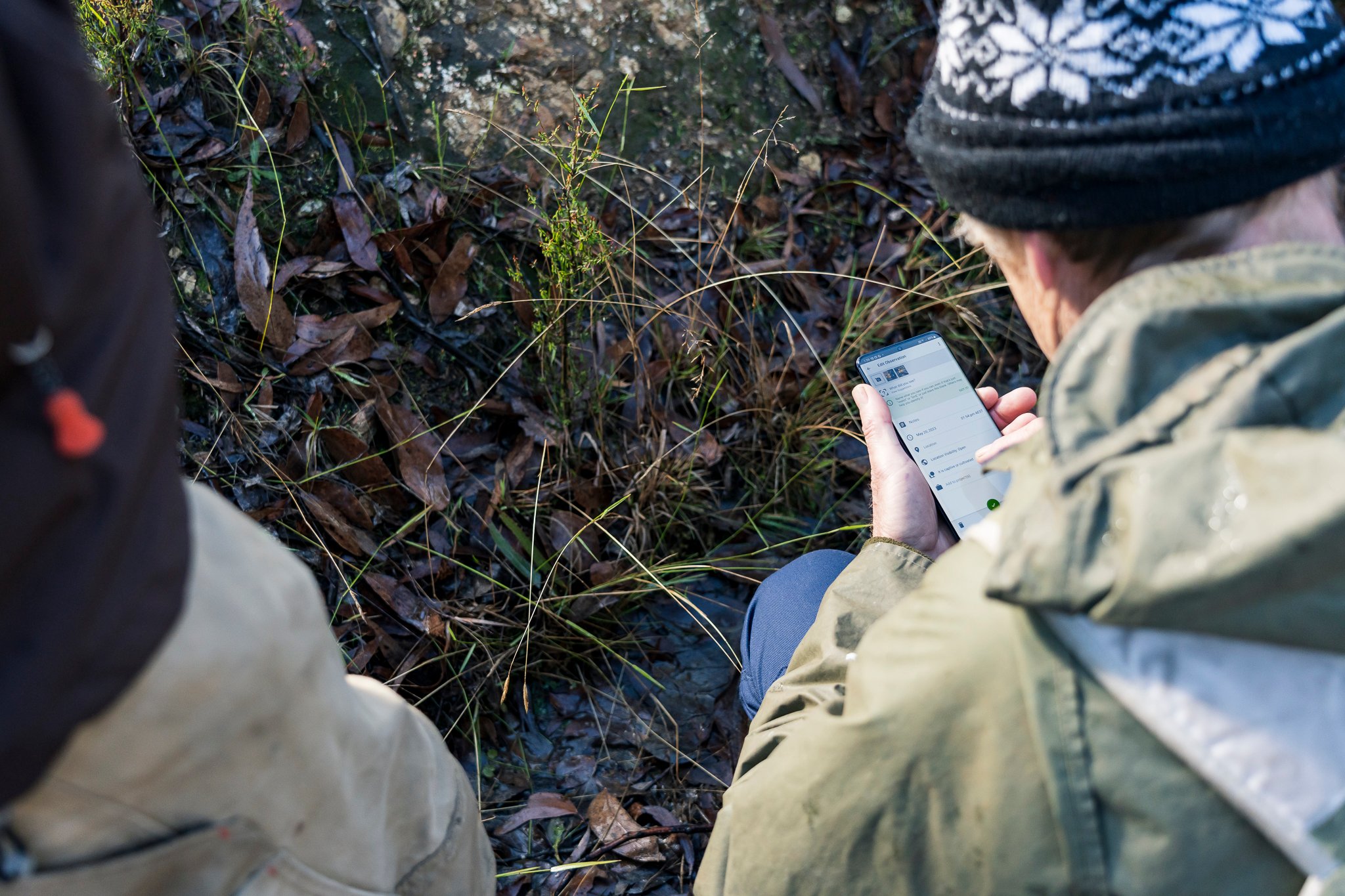 Wombat State Forest mass survey