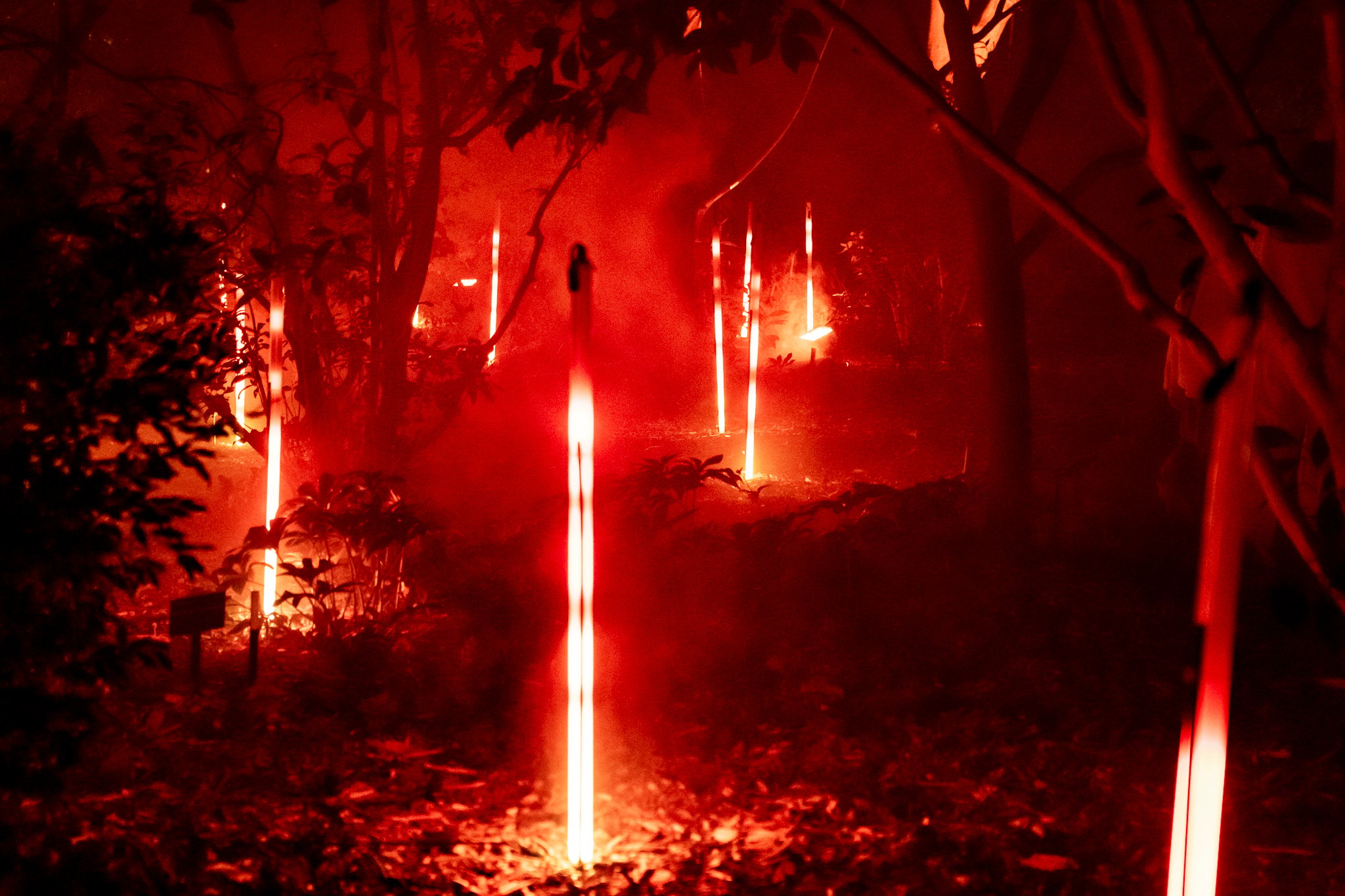 In Bloom Lightshow - Geelong Botanical Gardens