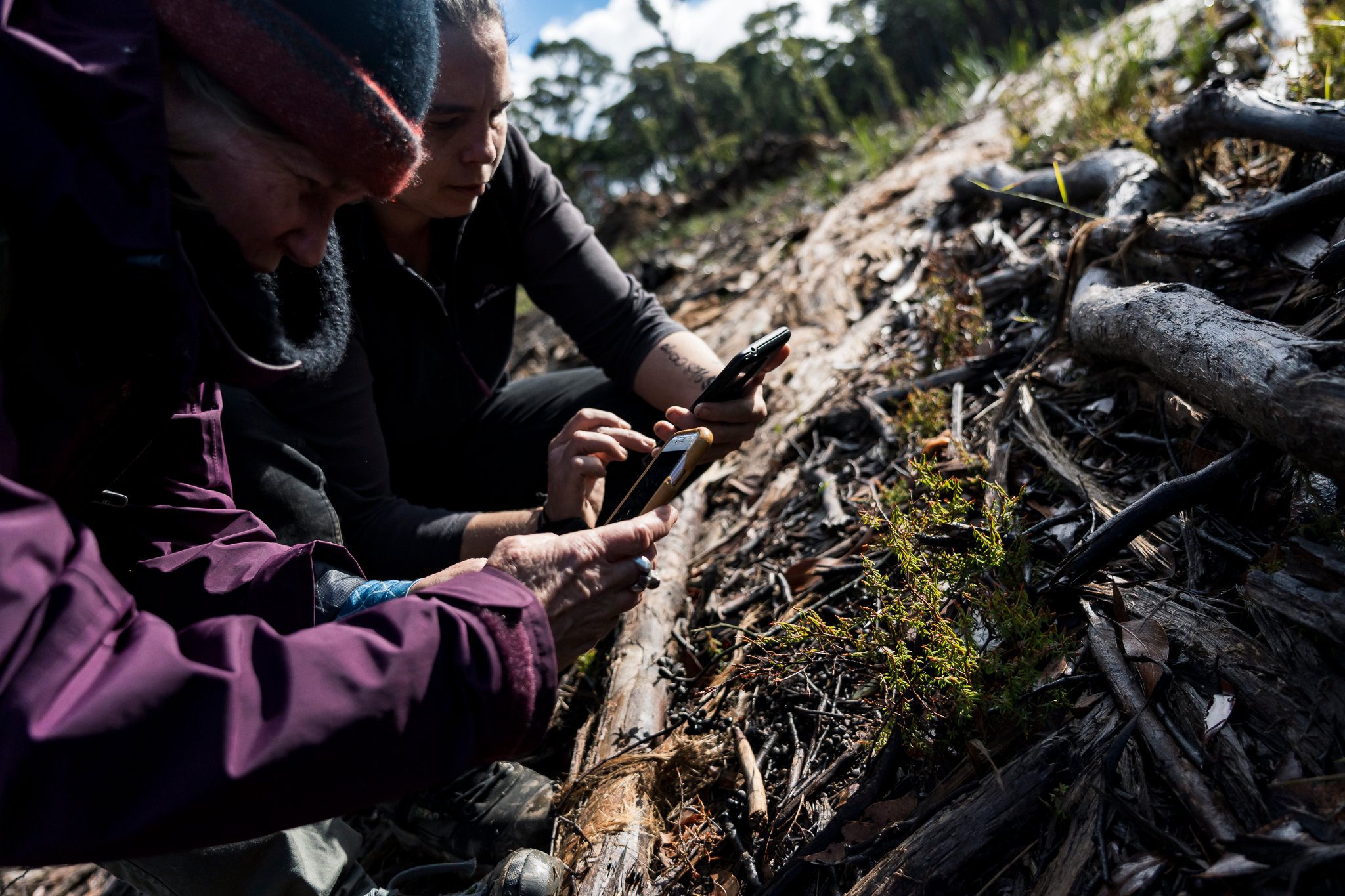 Wombat State Forest mass survey