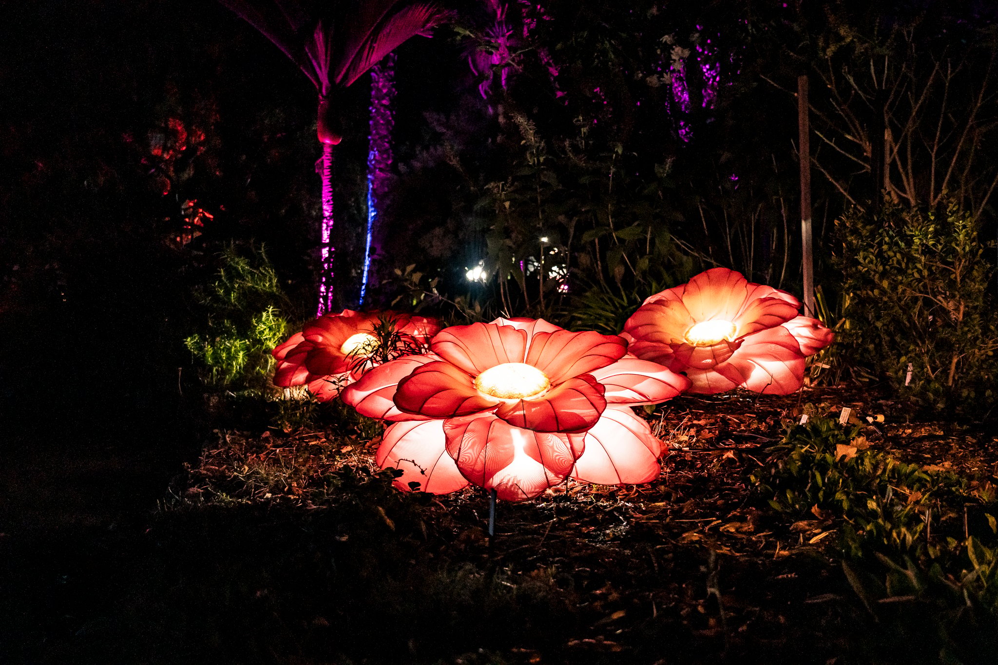 In Bloom Lightshow - Geelong Botanical Gardens