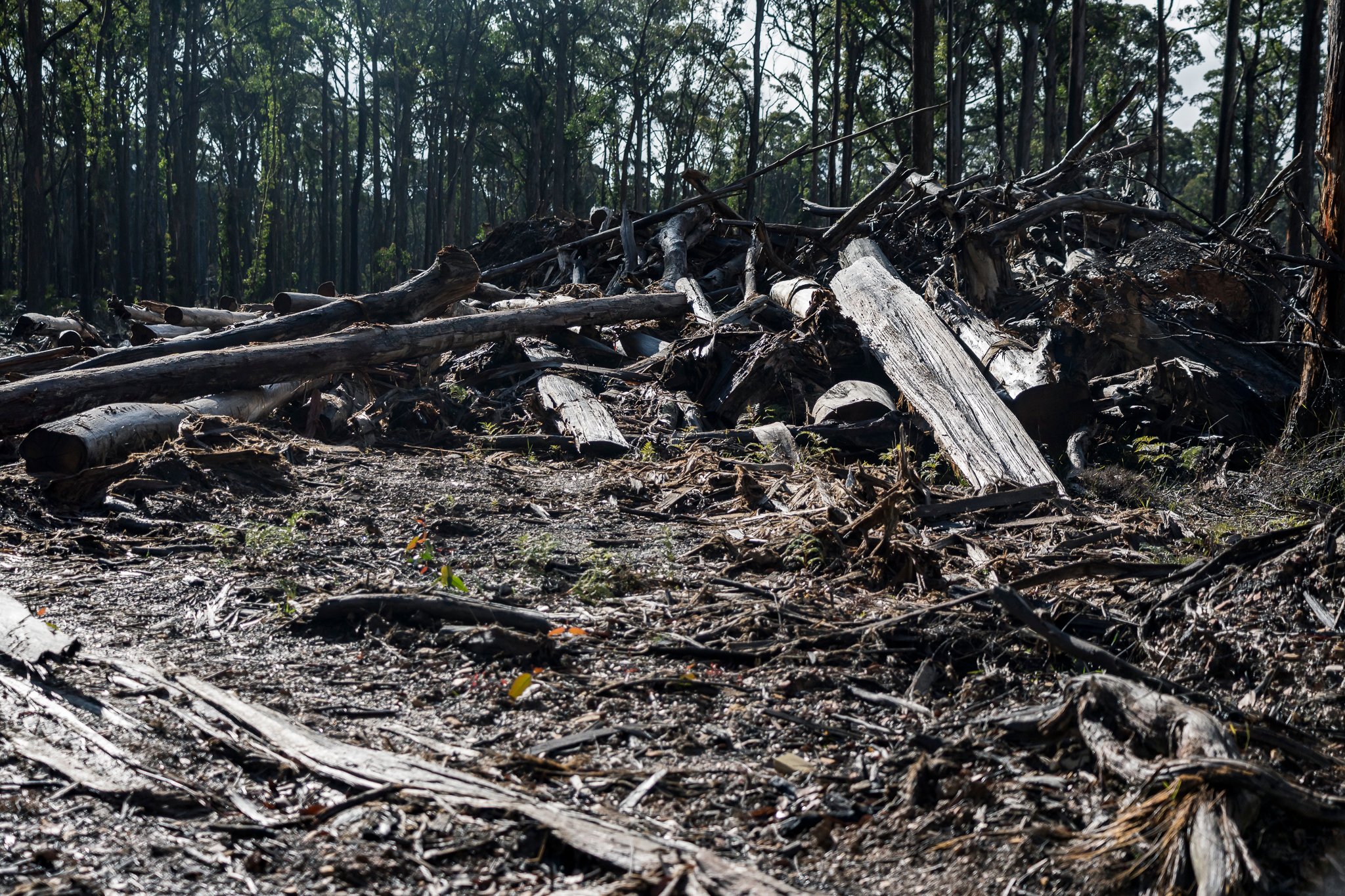 Wombat State Forest mass survey