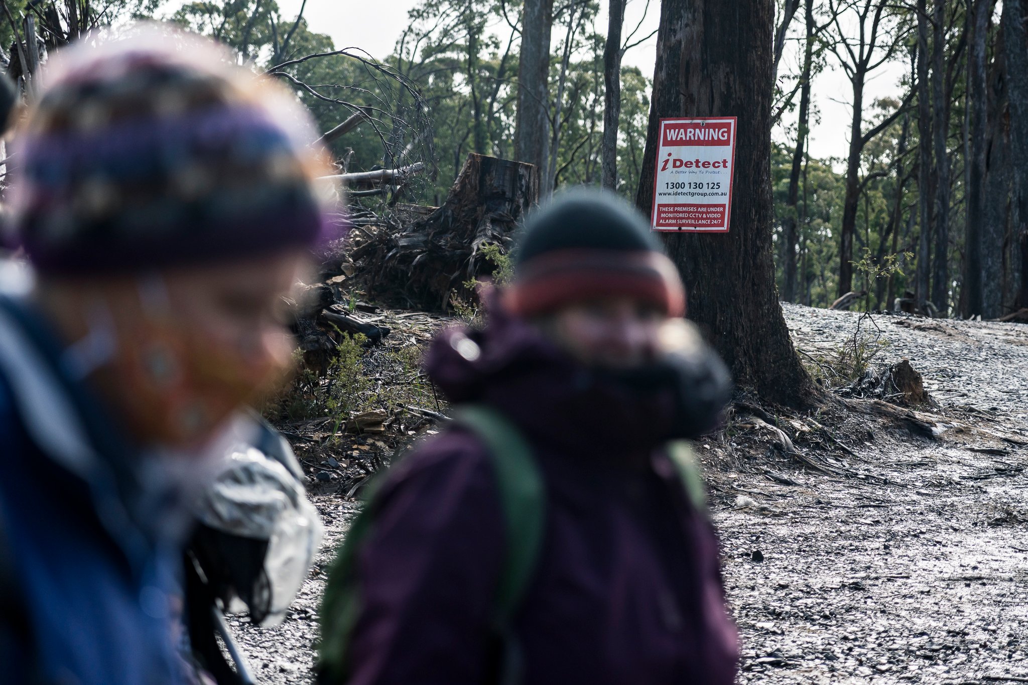 Wombat State Forest mass survey